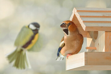Hawfinch in the bird feeder
