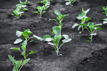 Cabbage patch in the garden. Close-up of a bed of pest-eaten cabbage