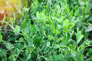 Bed of green peas close-up in the garden. Harvesting concept