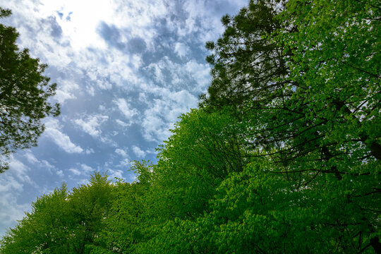 Lush forest with cloudy sky. Sustainability or carbon net zero concept © senerdagasan