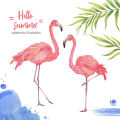 A set of pink flamingos on an isolated white background, watercolor illustration, tropical birds.
