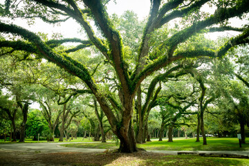 Beautiful natural tree covered with leaves
