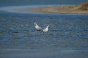 Slender-billed Gull (Chroicocephalus genei) perched in lake.