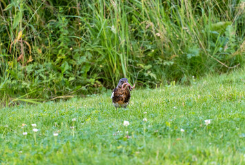 Obraz premium Young blackbird with a worm in its beak. Bird on a green meadow. 