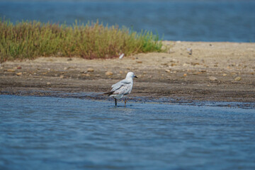 Slender-billed Gull (Chroicocephalus genei) perched in lake.