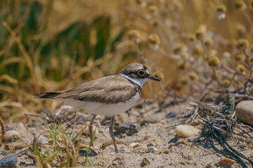 Little Ringed Plover (Charadrius dubius) walking on sand floor