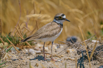 Little Ringed Plover (Charadrius dubius) walking on sand floor