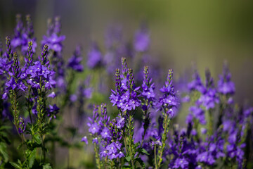  Beautiful blue floral background.