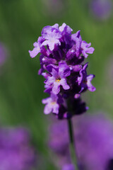 Fototapeta na wymiar Lonely lavender flower on a green background.