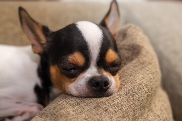 cute face chihuahua dog sleeping soundly on the sofa