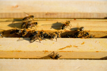Honey bees on a honeycomb. Close-up of bee colony.
