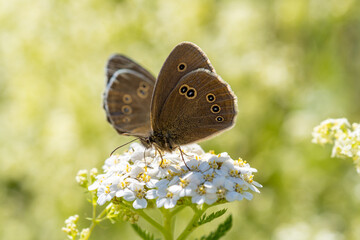 Ringlet collects nectar from a white flower. Butterfly close-up. Aphantopus hyperantus.  © Elly Miller