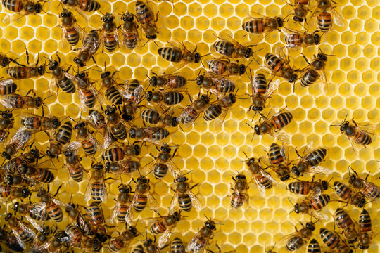 Honey bees on a honeycomb. Hexagonal beeswax cells with a close-up of a bee colony.
