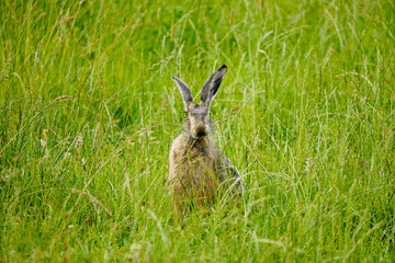 Brown hare sits in the green grass. Lepus europaeus.
