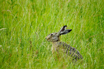 Naklejka na ściany i meble Brown hare sits in the green grass. Lepus europaeus. 