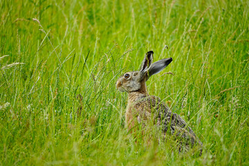 Brown hare sits in the green grass. Lepus europaeus.
