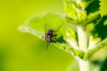A fly sits on a leaf and preens itself.

