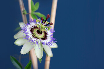 exotic passion flower, maracuja flower blooms infront of blue backround