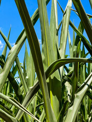 Leaves of corn close-up