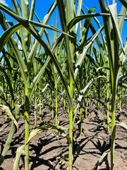 Corn field