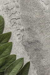 sage leaves on a gray background