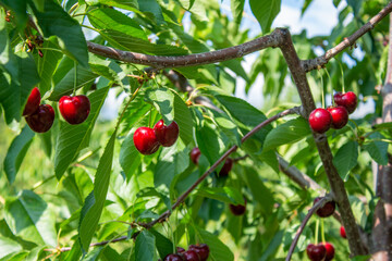 Cherry fruits on tree branches.	