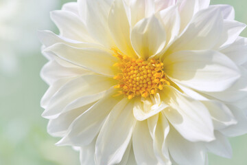 close up of white chrysanthemum