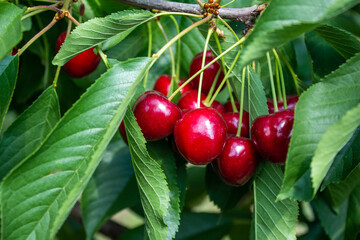 Obraz premium Cherry fruits on tree branches. 
