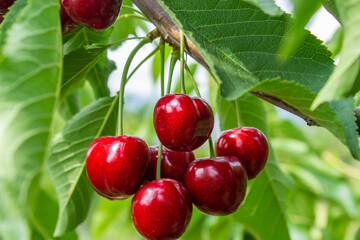 Cherry fruits on tree branches.	