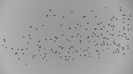 Numerous flock of birds flying in gray sky