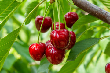 Cherry fruits on tree branches.	