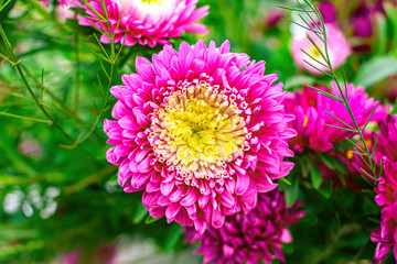 Beautiful indoor aster in spring bloom among greenery