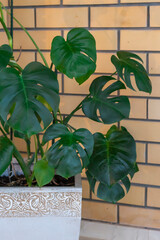 A pot with a monster tree in a large clay pot against a beige brick wall. Selective focus