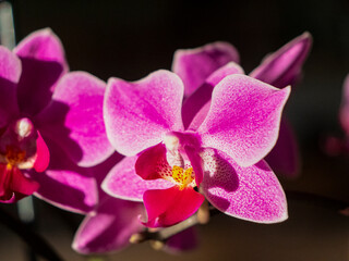 CLOSE UP: Detailed shot of delicate purple orchid flower with dark background