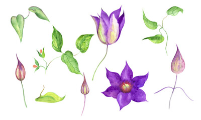 A set of images of leaves, buds and flowers of purple clematis. Watercolour.