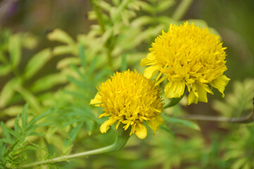  Two yellow marigolds are blooming in a Thai garden