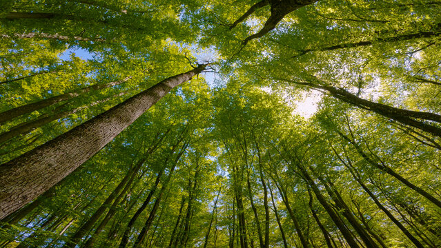BOTTOM UP: Beautiful view towards lush green leafy tree canopies in the forest