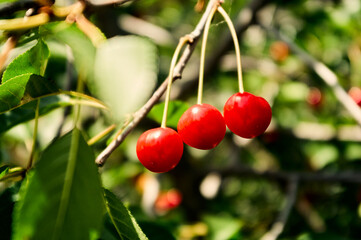 A ripe cherry is hanging on a bush, three red berries among green foliage, fresh natural vitamins, a gift of nature to man