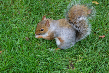squirrel on the grass
