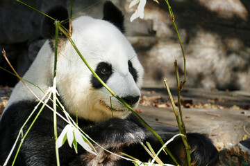 Giant panda eating bamboo