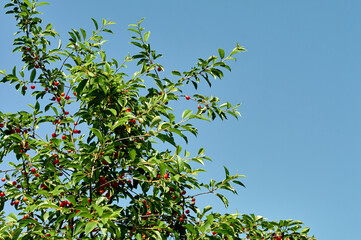 Fototapeta na wymiar Cherry bushes with juicy red berries and lush green foliage against a clear sky, the sun is shining brightly, summer mood