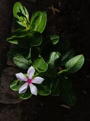 pink flower