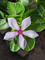 pink and yellow flower