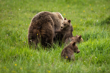 Family brown bear, ursus arctos, playing on meadow in summer nature. Baby brown mammals touching mother on green field. Juvenile predators standing with mum on grassland.