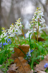 Scenic spring close up white and blue flowers background, with blurred background and soft focus highlights. Natural ladscape backdrop with copy space for cards