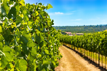 Fototapeta na wymiar Vineyards in Wachau valley. Lower Austria.