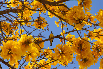 Um pássaro (Pitangus sulphuratus) empoleirado em um galho de ipê amarelo florido (Handroanthus...