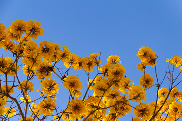Alguns ramos de ipê amarelo floridos com céu azul ao fundo. (Handroanthus albus).