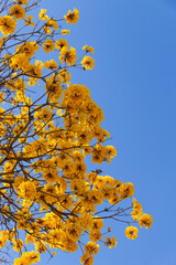 Alguns ramos de ipê amarelo floridos com céu azul ao fundo. (Handroanthus albus).