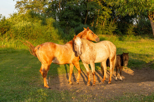 Horses walking in a field at sunset.